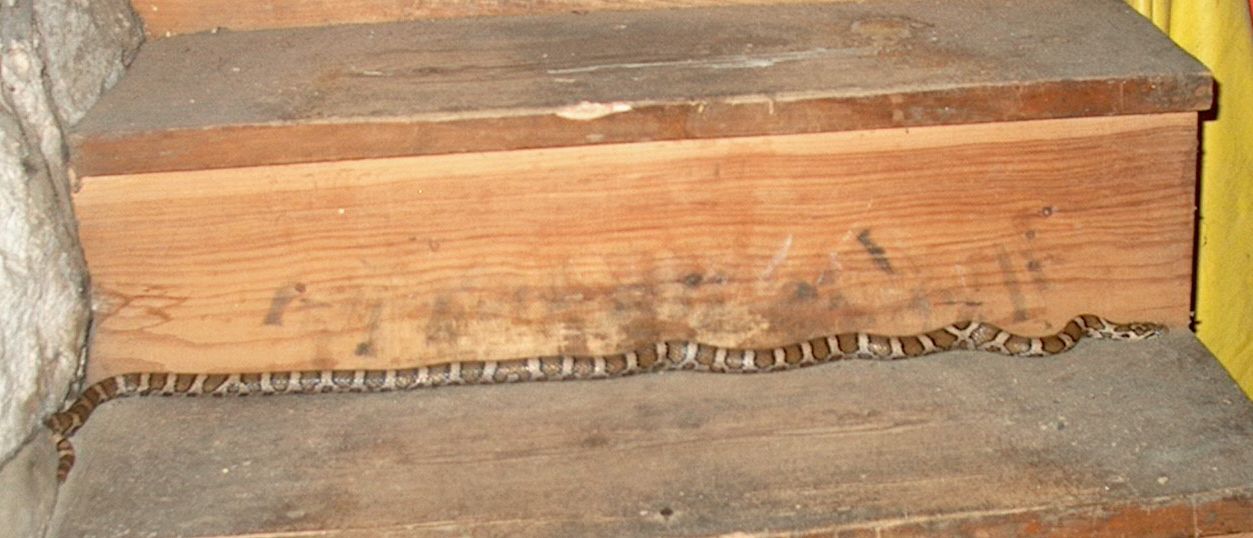 Milk Snake on the Cellar Stairs